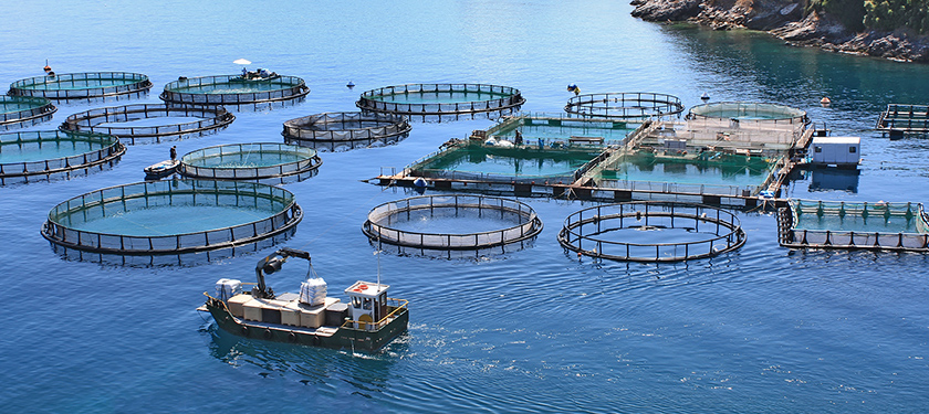 Fisheries / Aquaculture